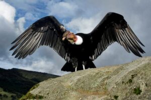 O CONDOR ANDINO NO PERU