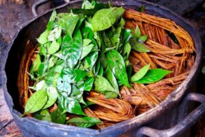 Ceremonia de Ayahuasca