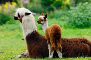 Alpacas in Perú