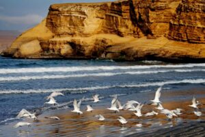 Paracas National Reserve in Perú