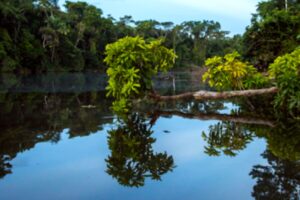 Bahuaja Sonene National Park