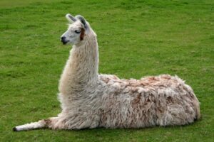 Llama in Perú