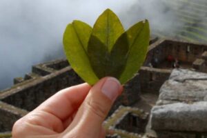 Inca Coca Leafs