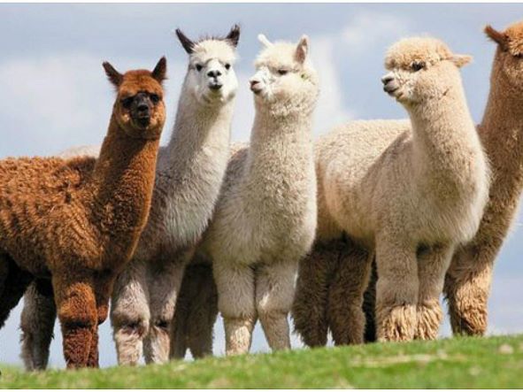 alpacas peru