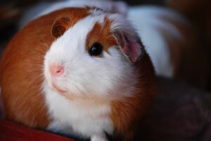 Peruvian Guinea Pig