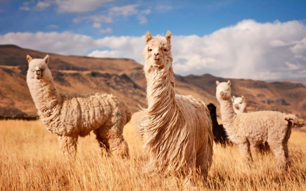 lhama-andina-peru