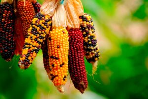 Inca Corn