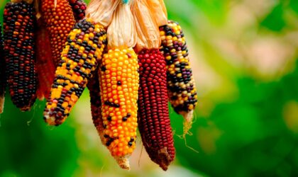 Inca Corn