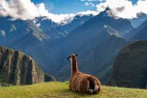 Passeio Dia Inteiro a Machu Picchu.
