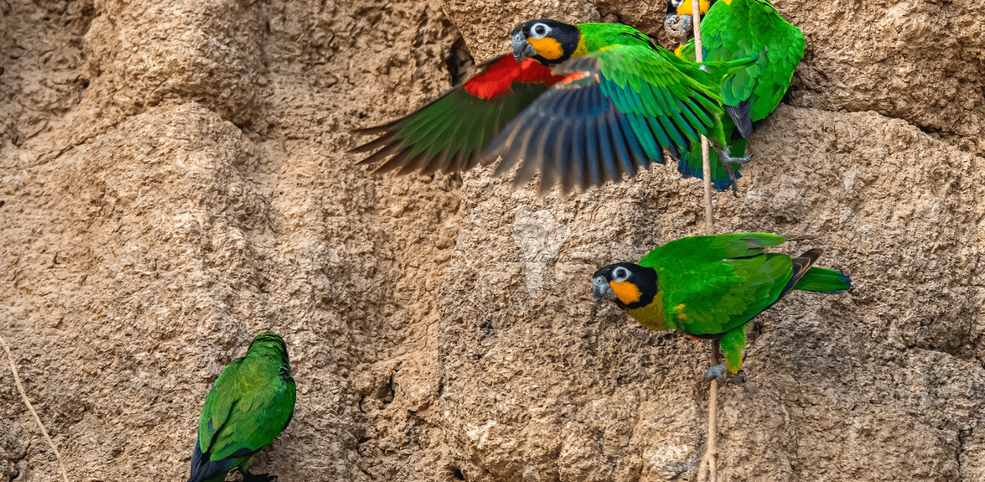 Collpa of Parrots - Puerto Maldonado