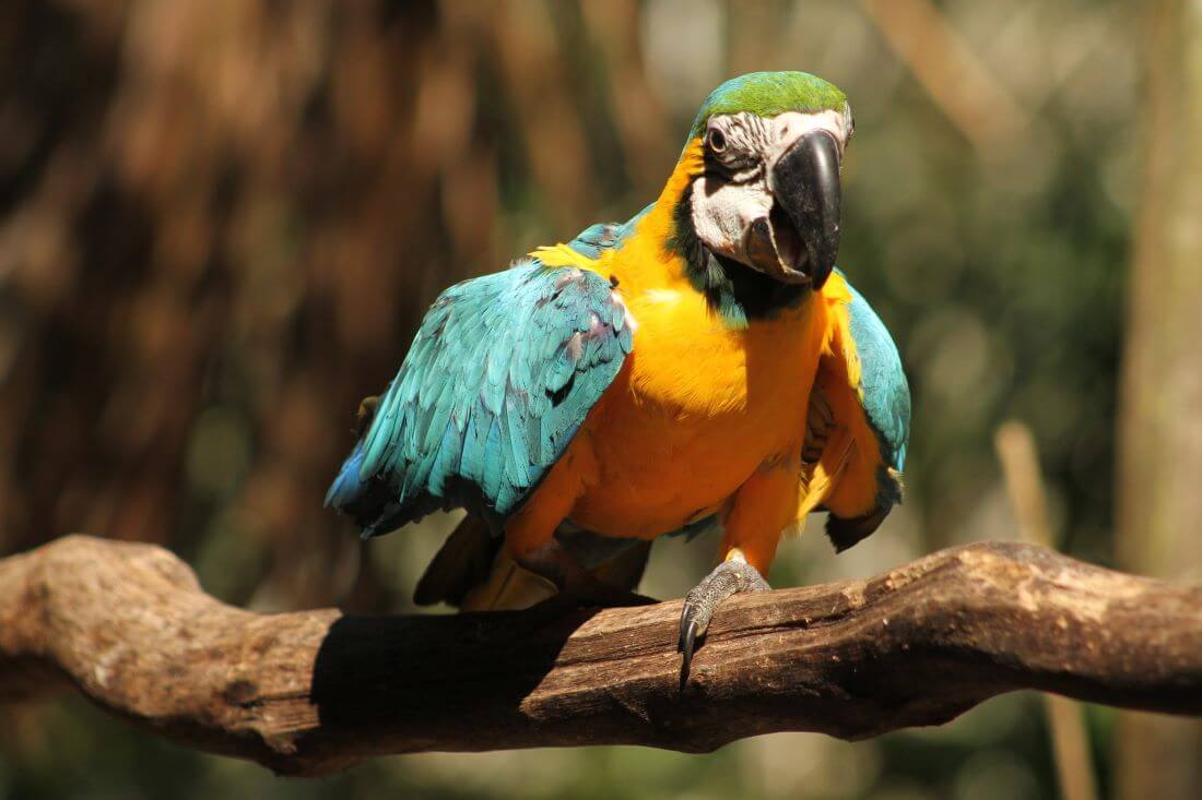 Loro Iquitos