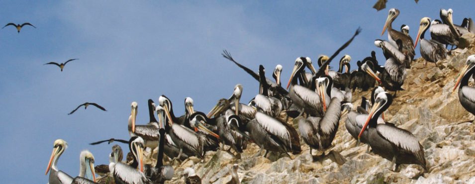 Pelicanos Islas Ballestas