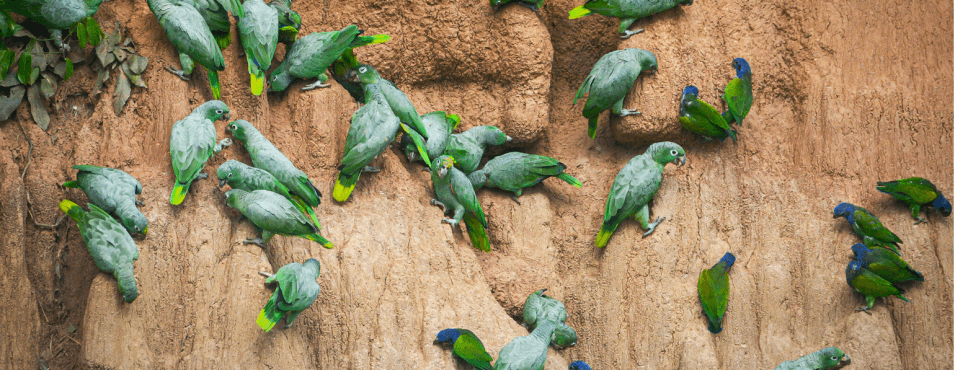 Collpa of Parrots - Puerto Maldonado
