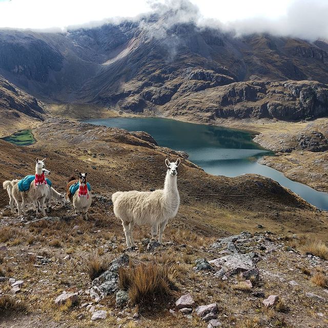 Lares Trek a Machu Picchu 4 Días