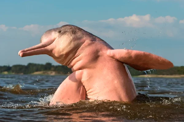 Pink Dolphins of the Peruvian Amazon: Discover the Magic of the River Dolphins