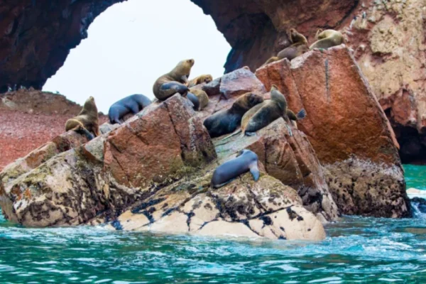 Ballestas Islands Paracas: Adventure from Lima Ballestas Islands Paracas: Adventure from Lima