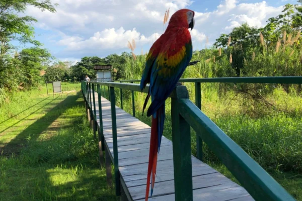 Tourist Places in Iquitos: Explore the Jungle Tourist Places in Iquitos: Explore the Jungle