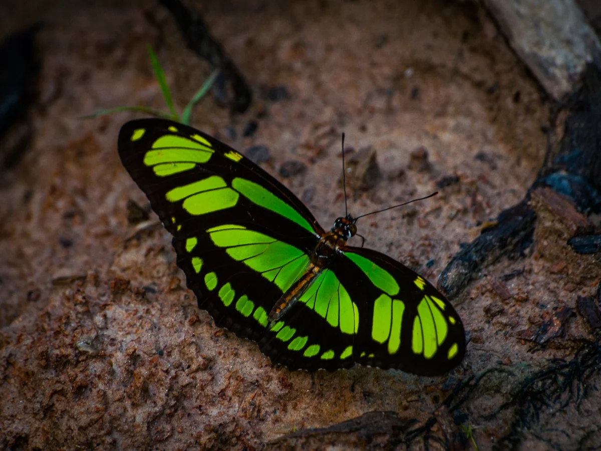 Pacaya Samiria National Reserve