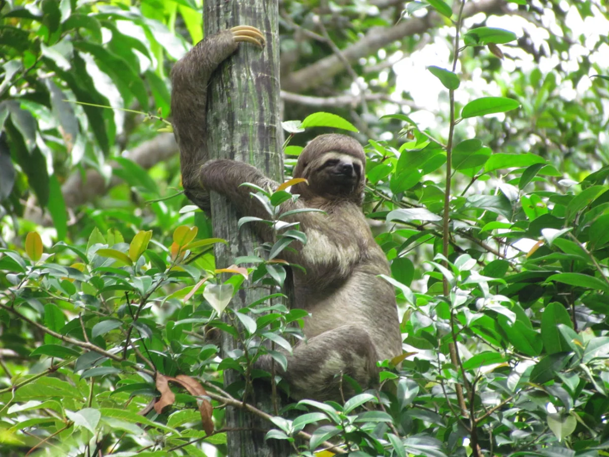 Pacaya Samiria National Reserve