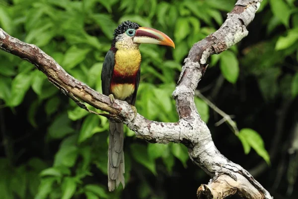 Tambopata The Natural Paradise of the Peruvian Rainforest