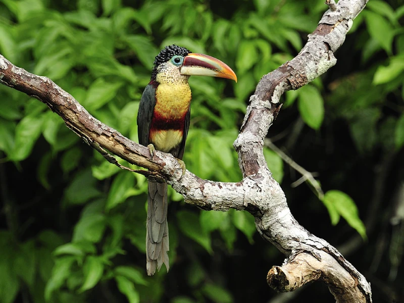 Tambopata: El Paraíso Natural de la Selva Peruana Tambopata: El Paraíso Natural de la Selva Peruana