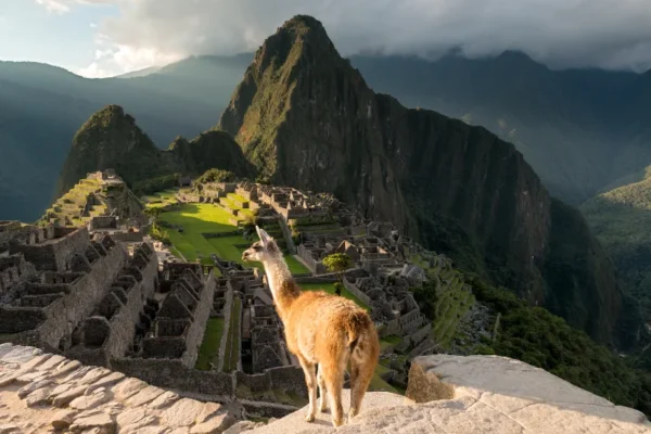 Animales en Machu Picchu fauna y flora Animales en Machu Picchu fauna y flora