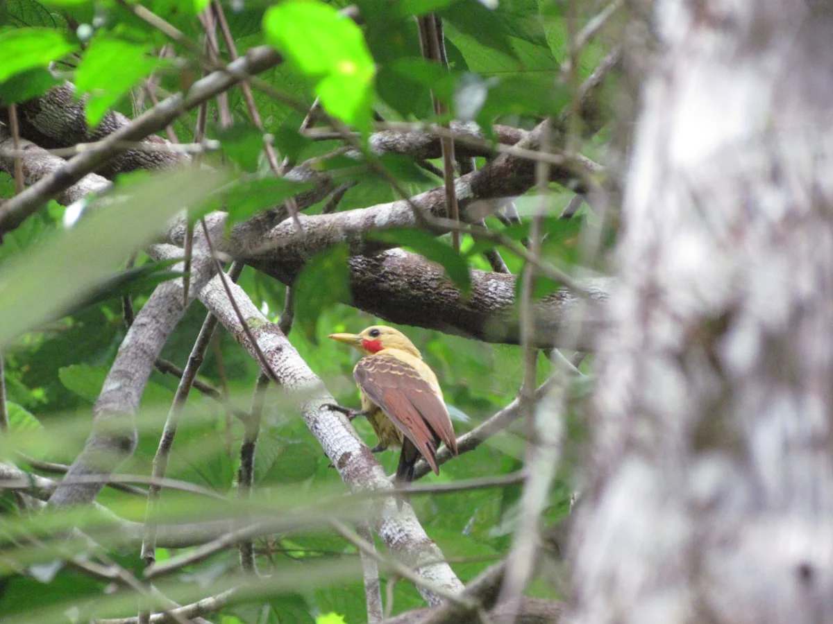 Pacaya Samiria National Reserve