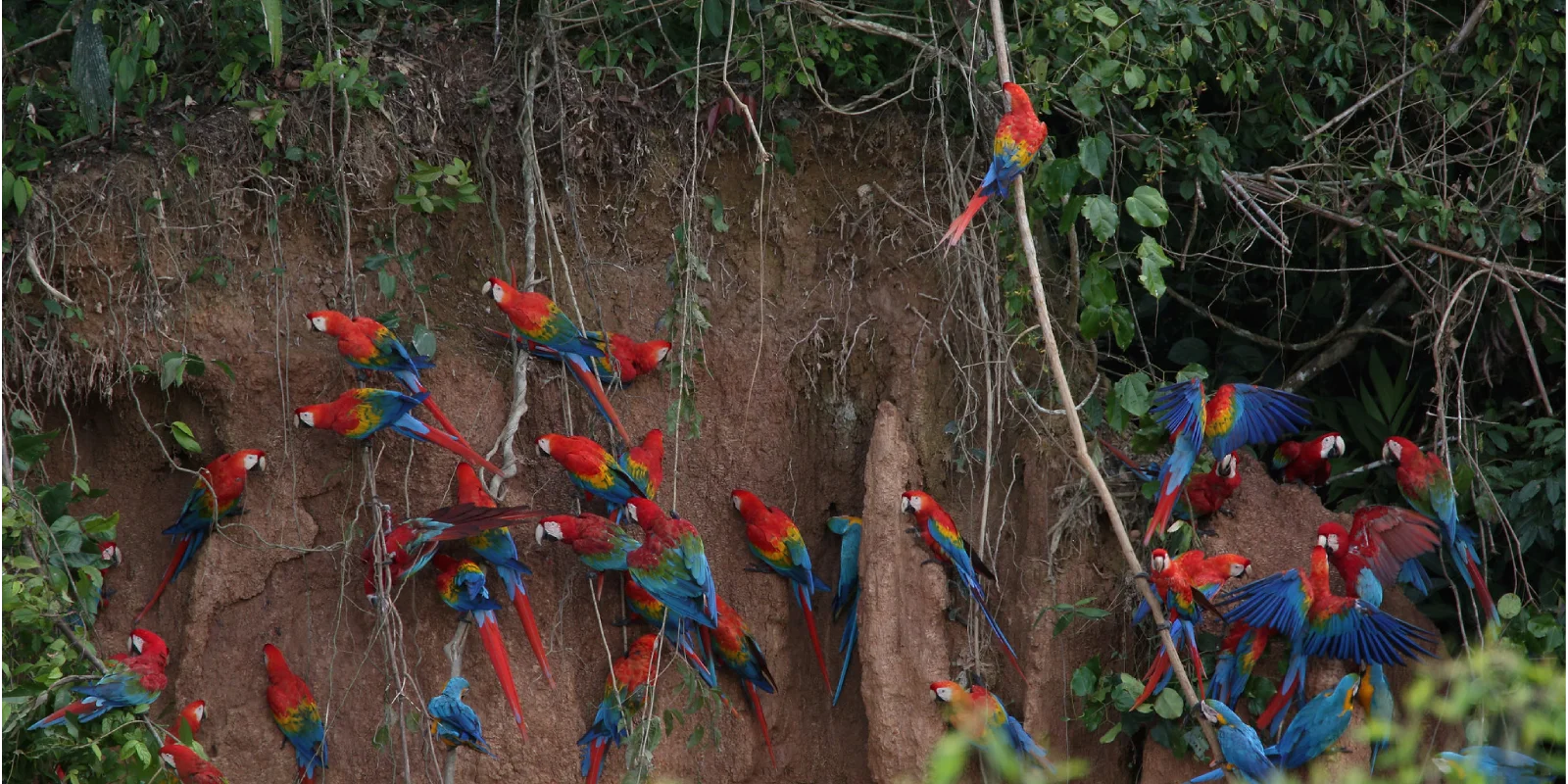 Tambopata O Paraíso Natural
