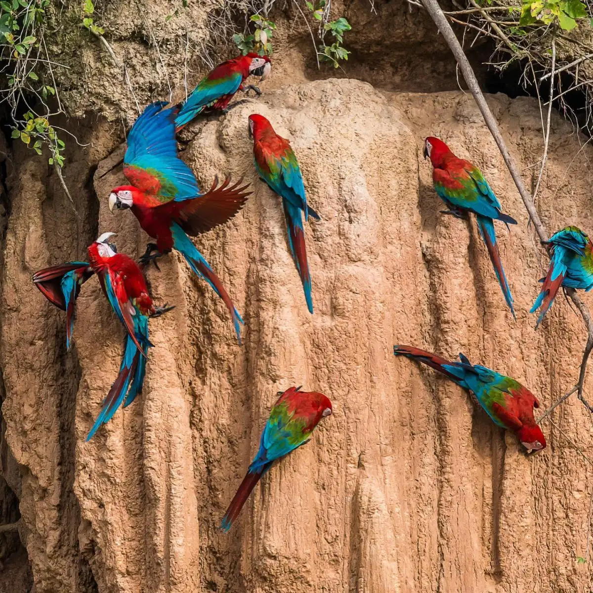 Collpa de Loros maldonado
