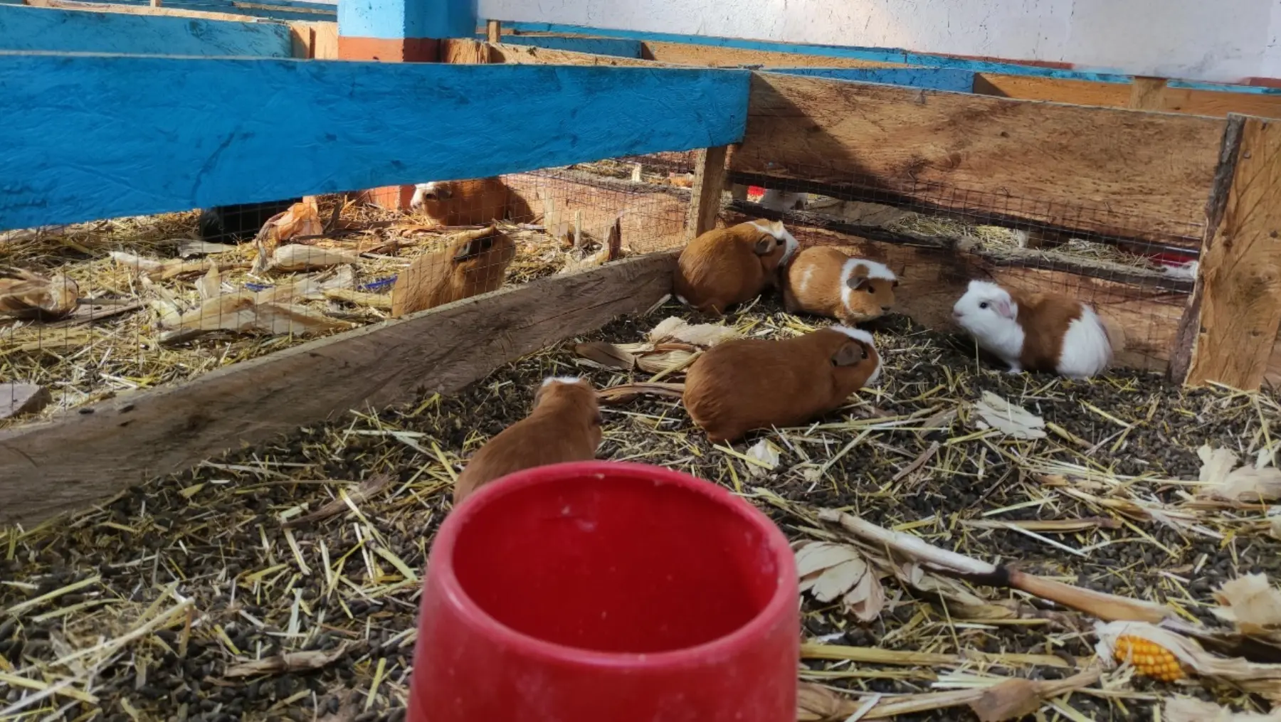 El cuy peruano