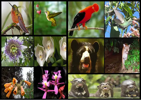 fauna y flora machupicchu