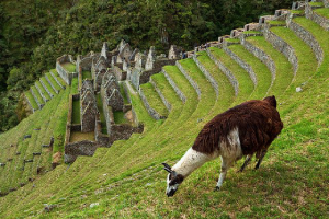 historia de wiñay huayna