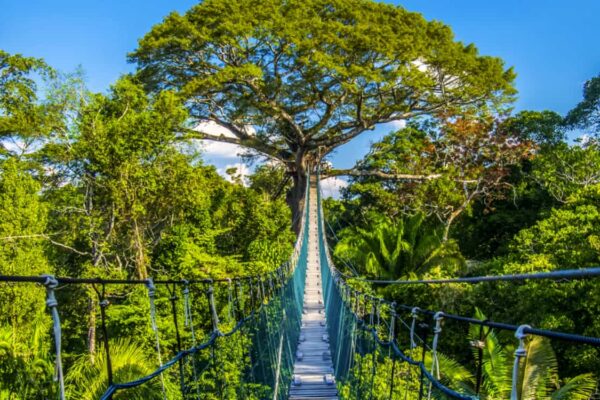 Manu National Park