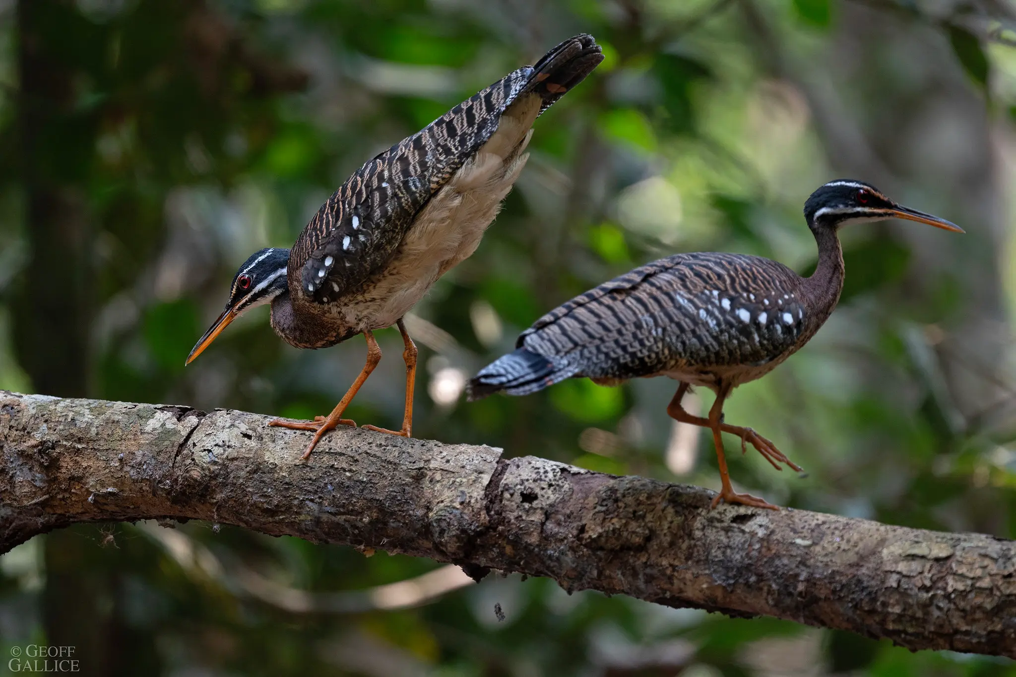Explora la Reserva Nacional Tambopata