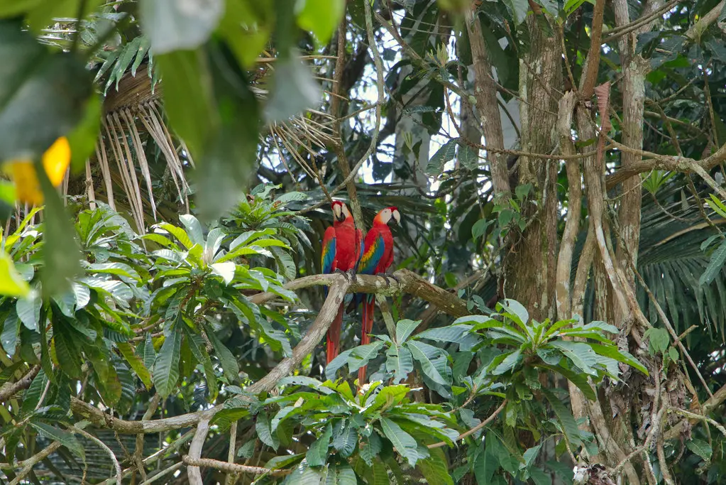 Explora la Reserva Nacional Tambopata