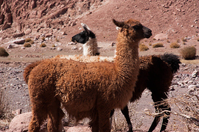 Valle del Arcoiris en San Pedro de Atacama, Chile 4